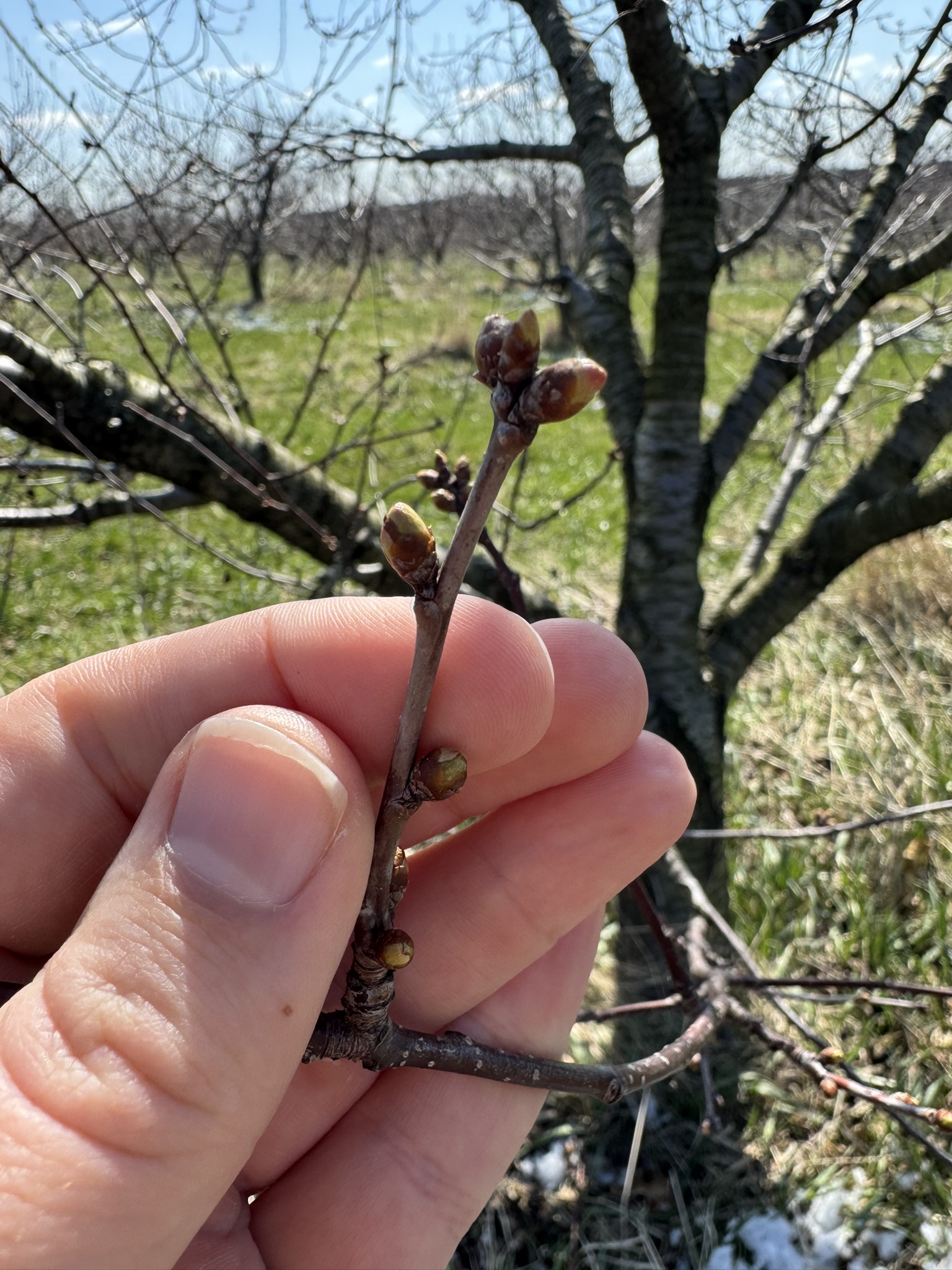Cherry_Tart_Spicers_April7_2026 (1).JPEG